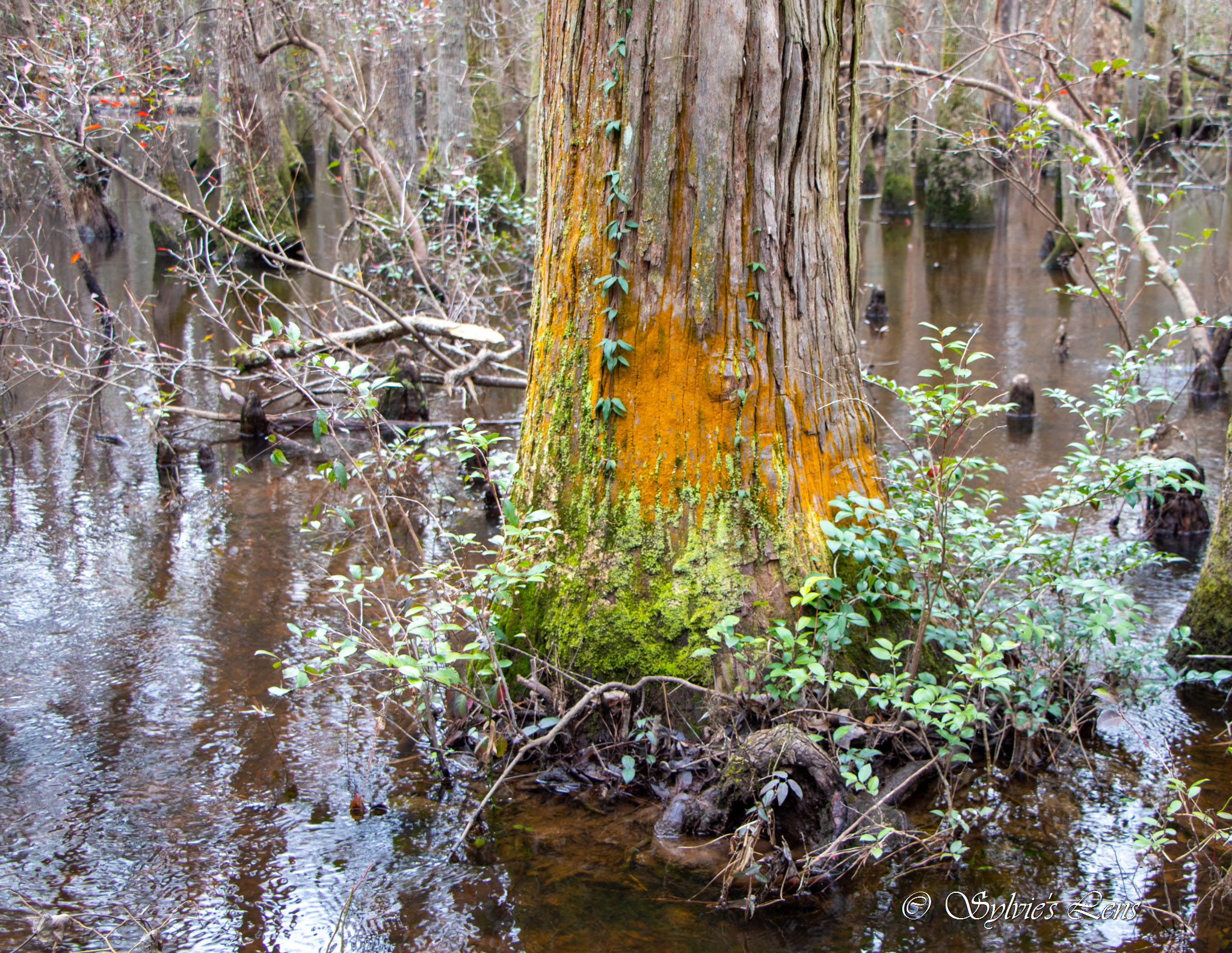 Kalmia Gardens, SC Sylvie's Adventures
