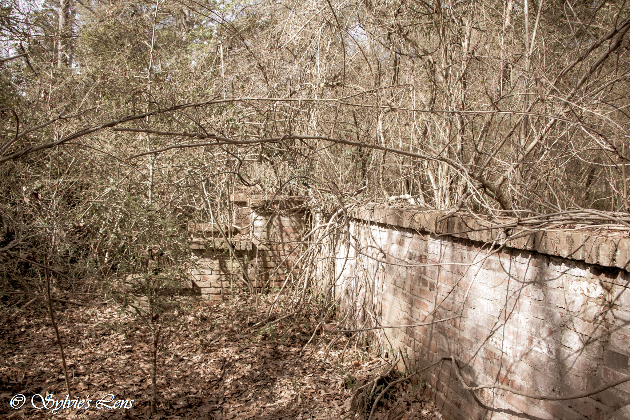 Hitchcock Woods, SC Sylvie's Adventures