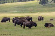Custer State Park Wildlife Loop SD Sylvie s Adventures Custer State Park Wildlife Loop SD Sylvie s Adventures