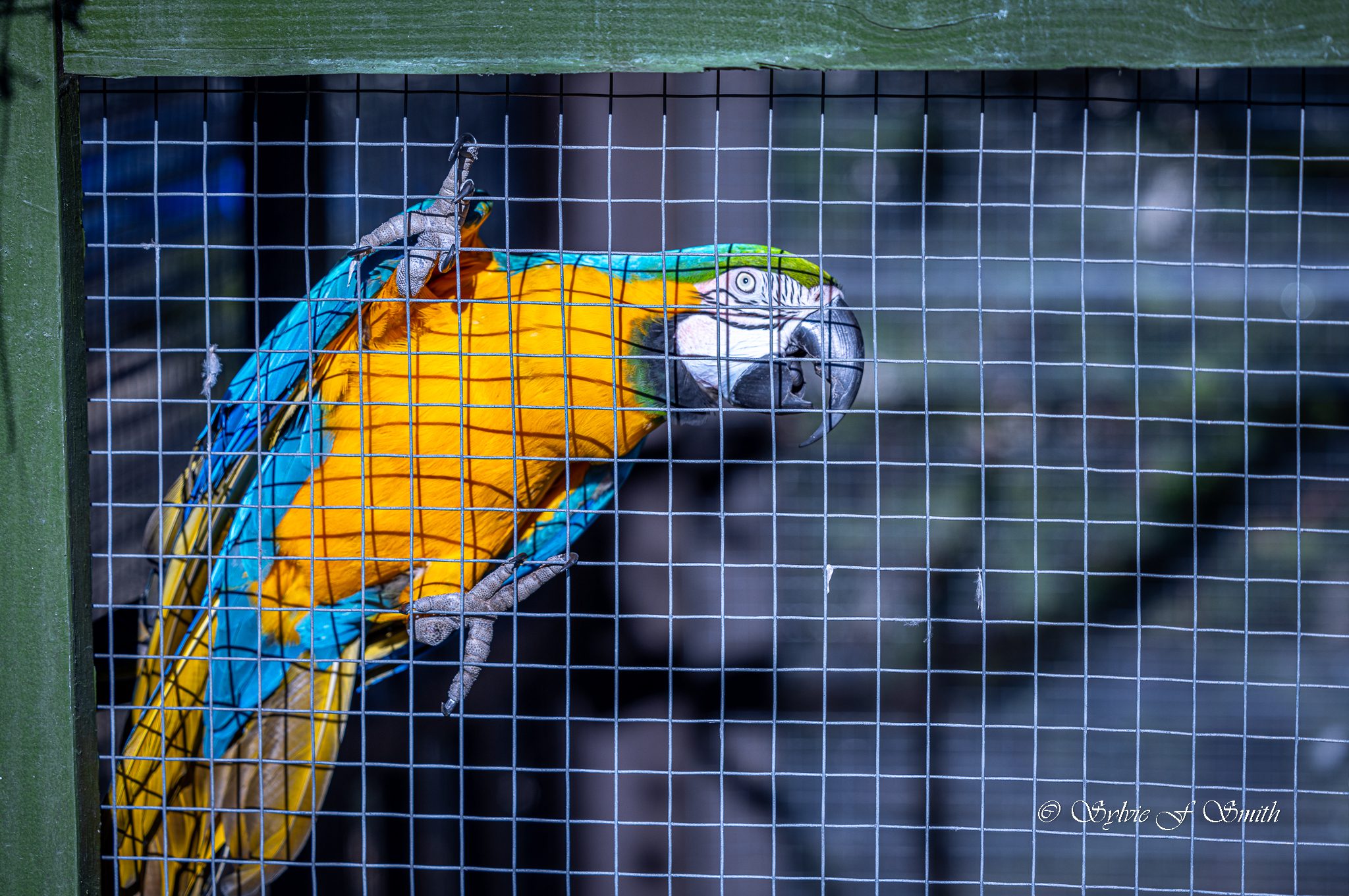 Goat Daddy’s Farm, SC – Sylvie's Adventures